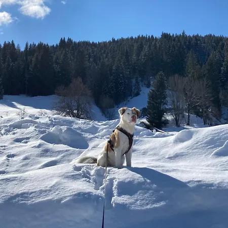 Jasmin شقة